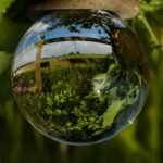 a glass bowl with water and plants